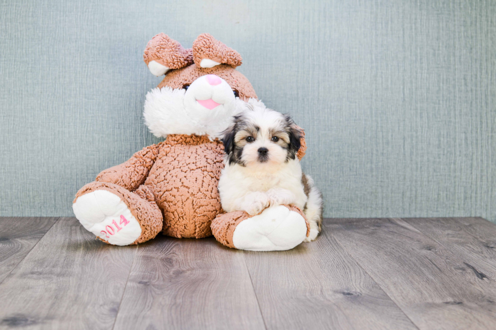 Cute Teddy Bear Baby