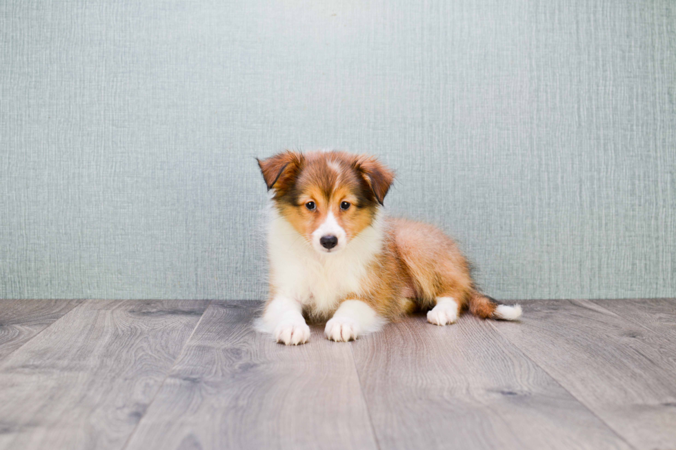 Sheltie Puppy for Adoption