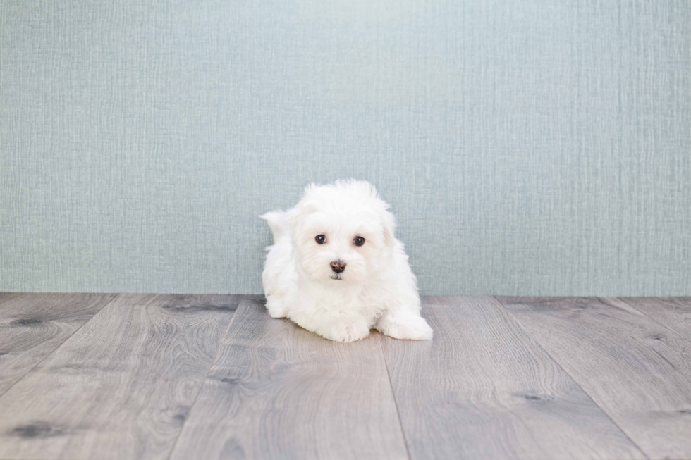 Maltese Pup Being Cute