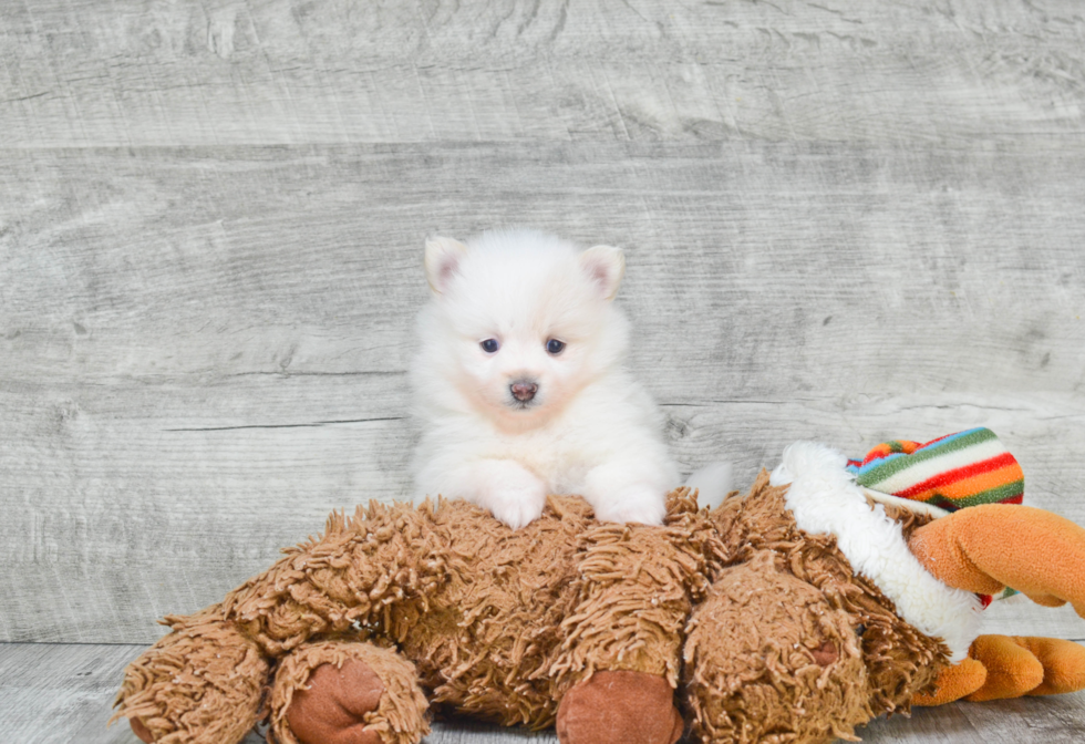 Pomeranian Puppy for Adoption