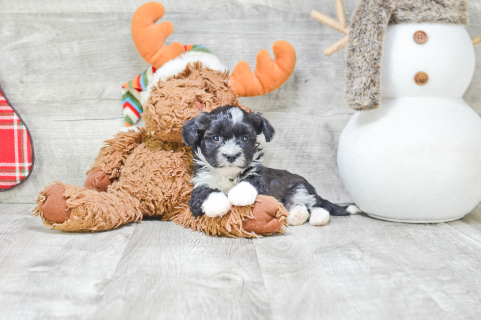 Playful Havanese Baby