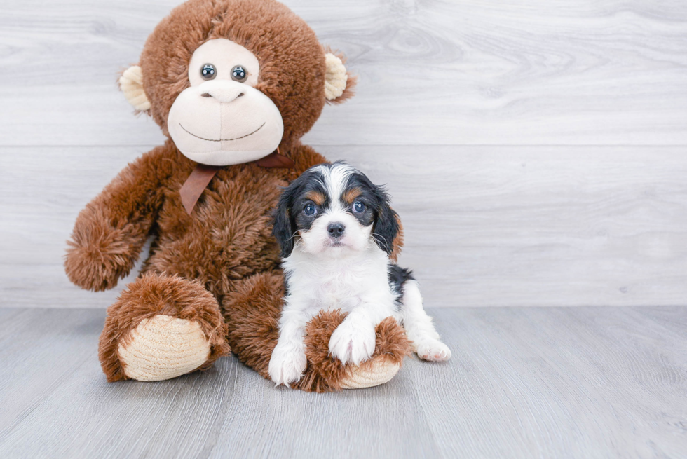 Small Cavalier King Charles Spaniel Purebred Pup