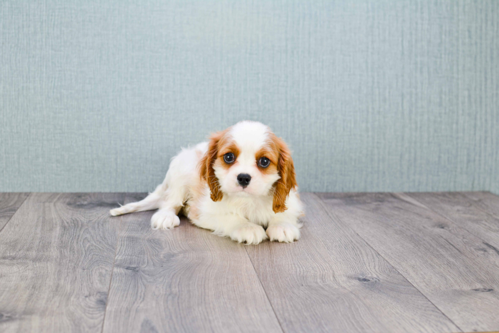 Playful Cavalier King Charles Spaniel Baby