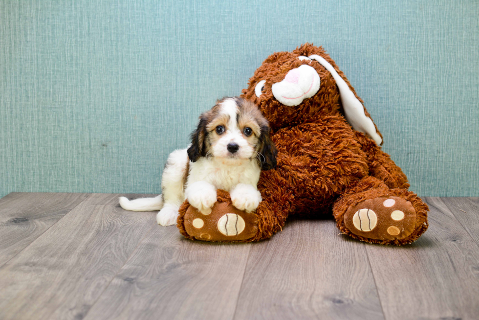 Happy Cavachon Baby