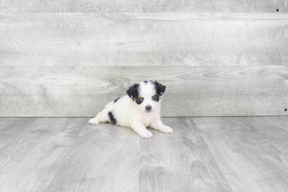 Small Mini Bernedoodle Baby