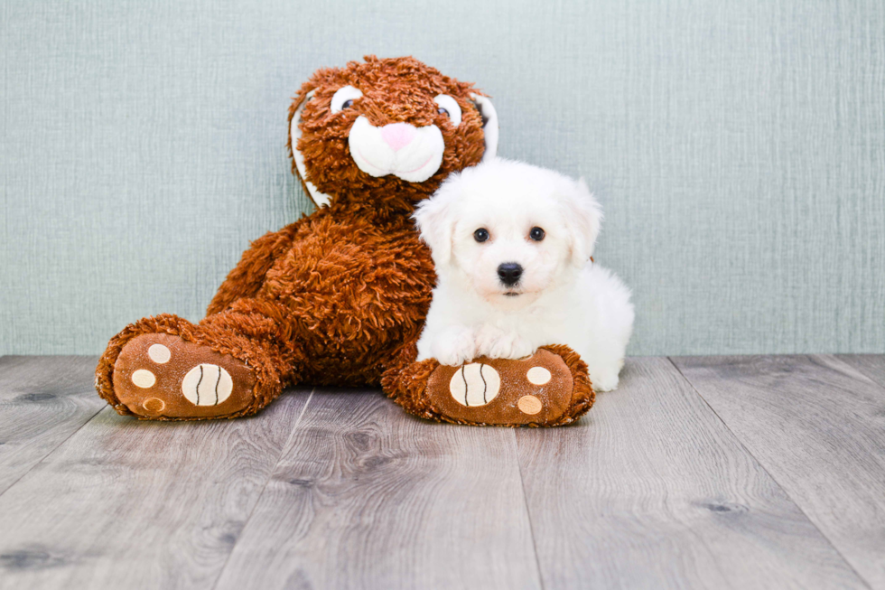 Best Bichon Frise Baby