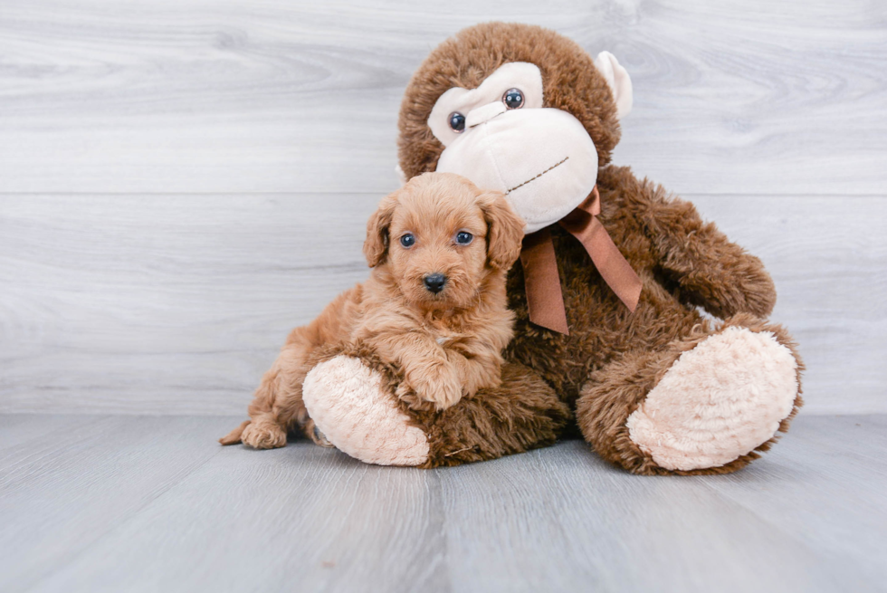 Smart Mini Goldendoodle Poodle Mix Pup