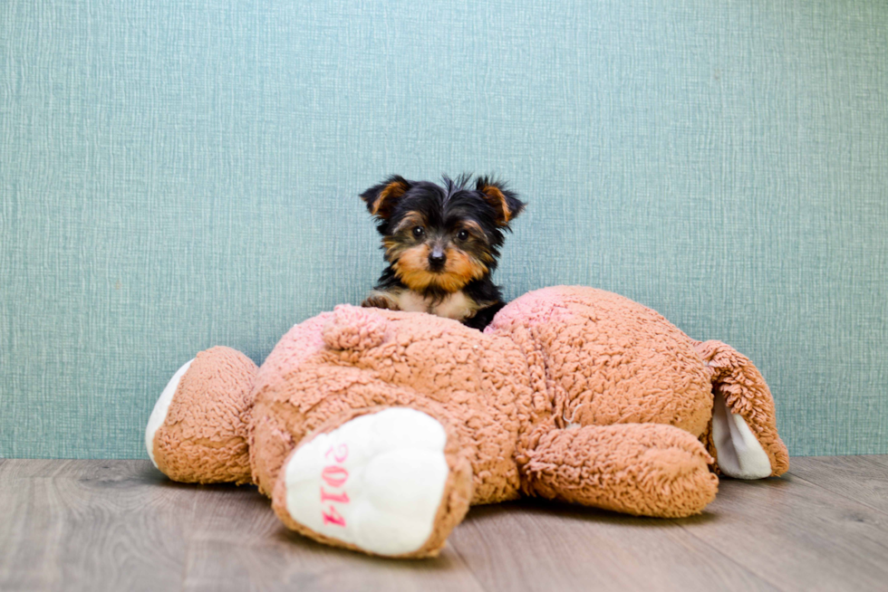 Meet Rascal - our Yorkshire Terrier Puppy Photo 