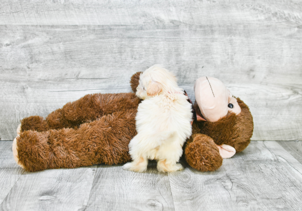 Hypoallergenic Havanese Purebred Pup