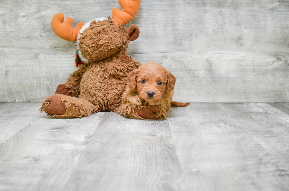 Happy Mini Goldendoodle Baby