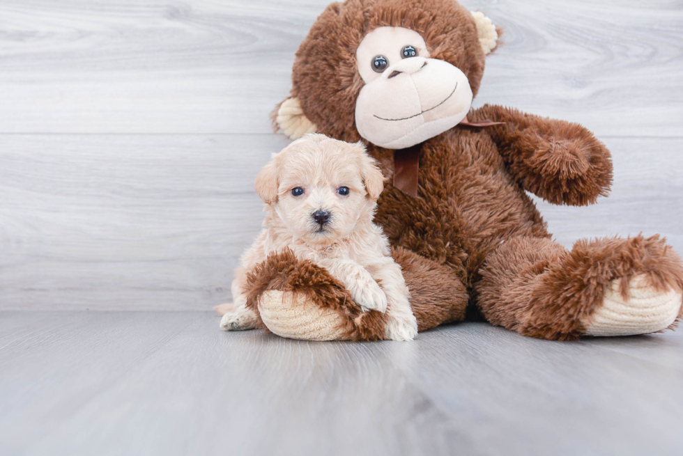 Hypoallergenic Havadoodle Poodle Mix Puppy