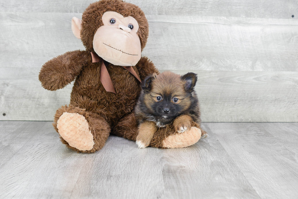 Funny Pomeranian Purebred Pup