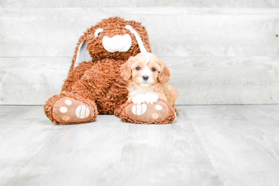 Best Cavapoo Baby