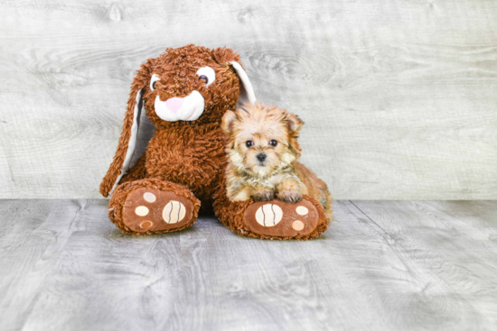 Morkie Pup Being Cute