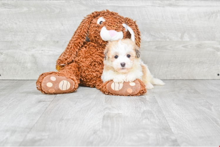 Popular Havanese Purebred Pup