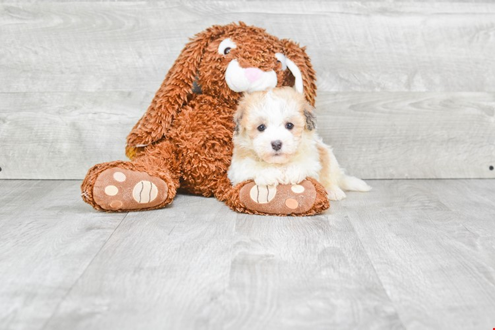 Popular Havanese Purebred Pup