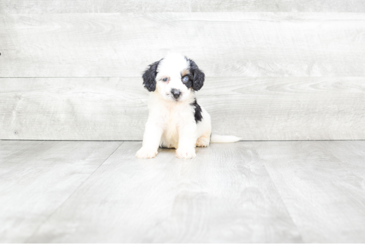 Mini Bernedoodle Pup Being Cute