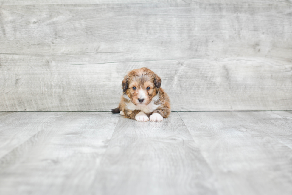 Cute Mini Sheltidoodle Mix Pup