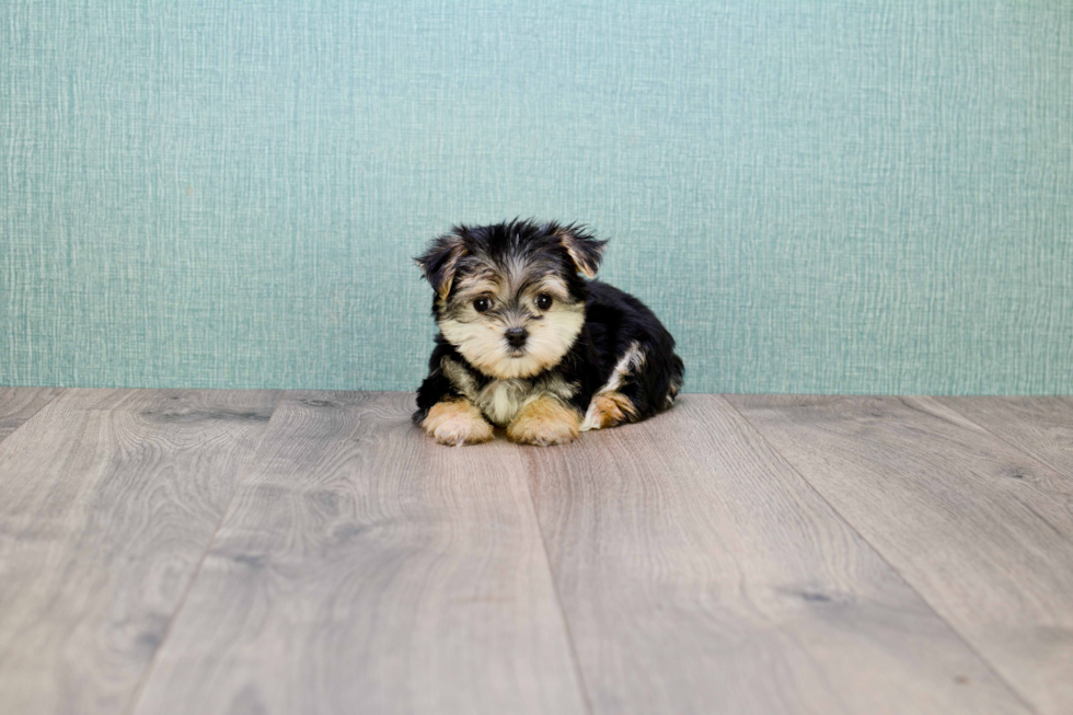 Cute Morkie Baby