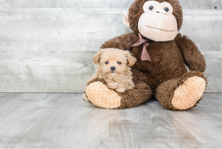 Maltipoo Pup Being Cute