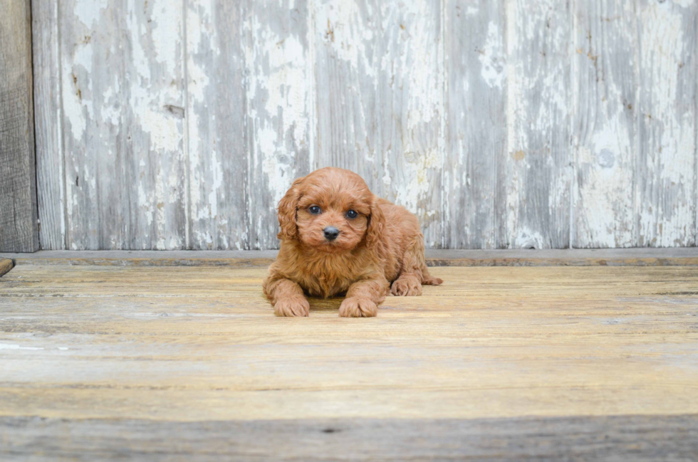 Cavapoo Puppy for Adoption