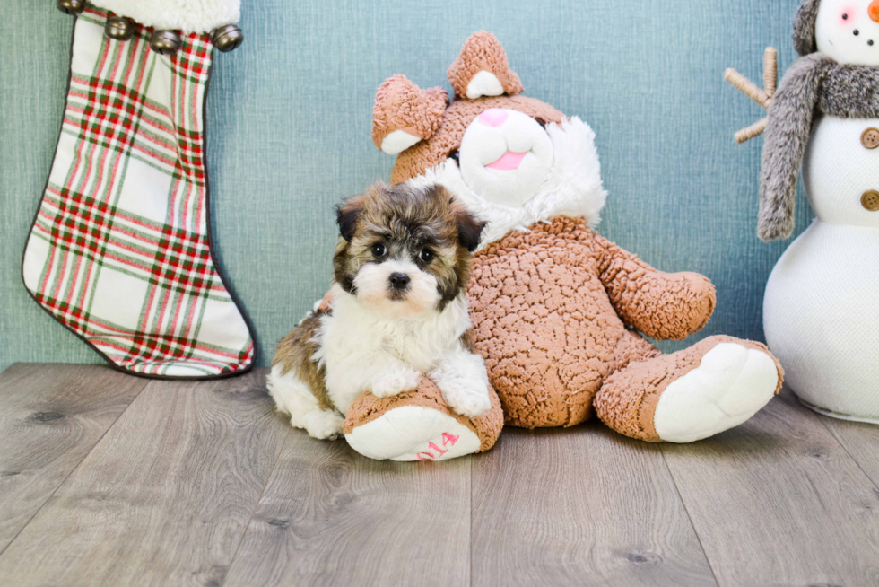 Havanese Pup Being Cute