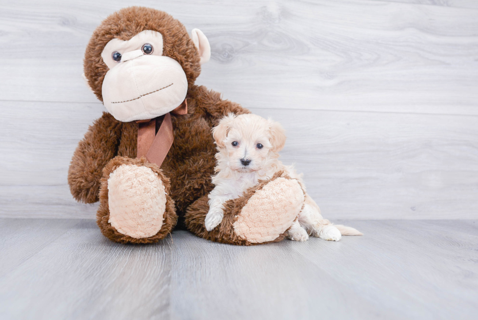 Maltipoo Puppy for Adoption