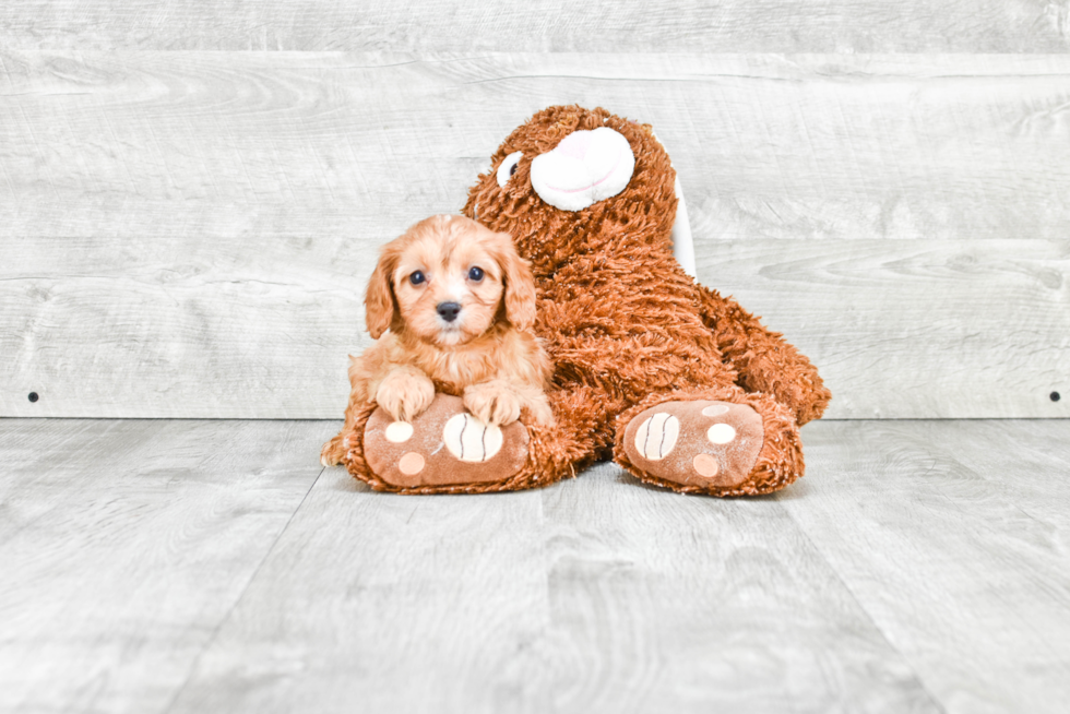 Little Cavoodle Poodle Mix Puppy