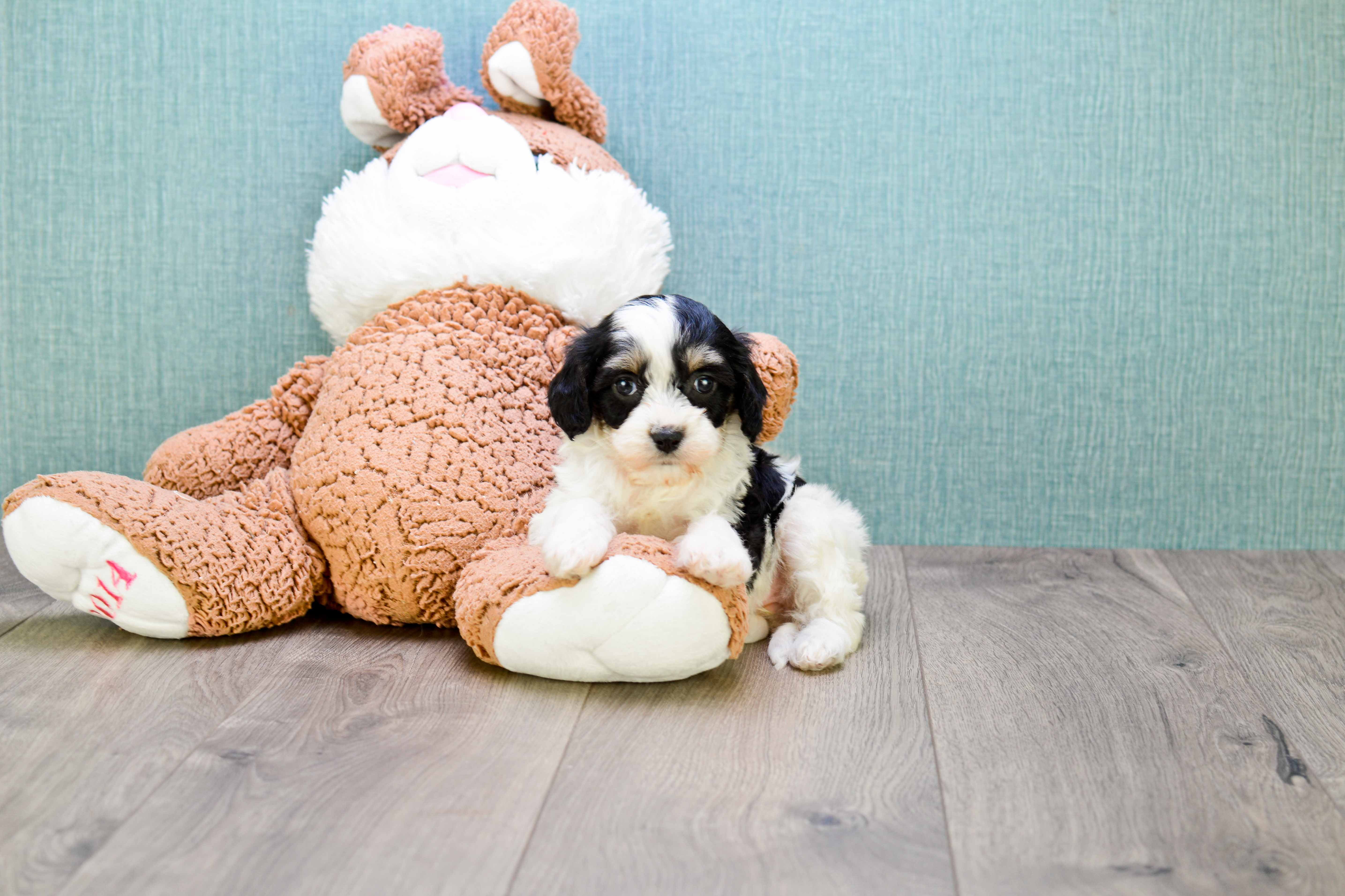 Adorable Cavalier Designer Puppy