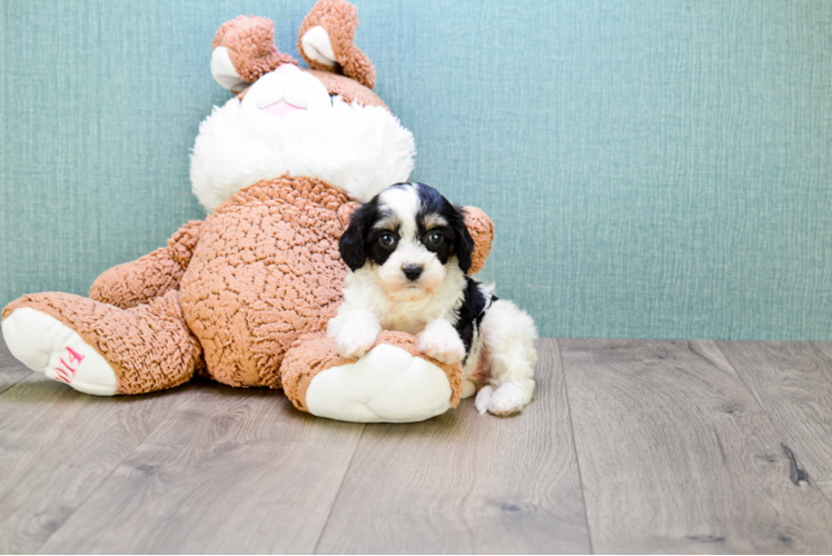 Adorable Cavalier Designer Puppy