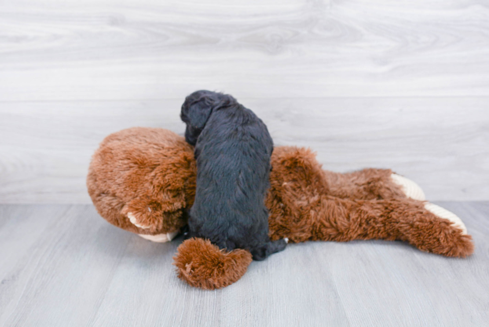 Best Mini Aussiedoodle Baby