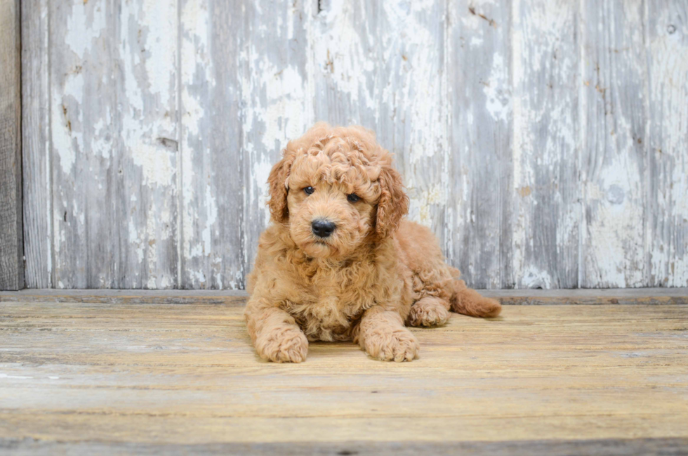 Popular Mini Goldendoodle Poodle Mix Pup