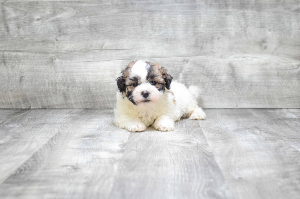 Teddy Bear Pup Being Cute