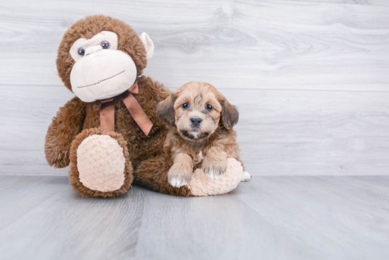 Fluffy Havanese Purebred Puppy