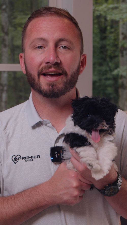 Premier Pups  If You’re Searching for Havapoo Puppies | One of the biggest reasons families love the Havapoo is how naturally they fit into everyday life. Trending Video