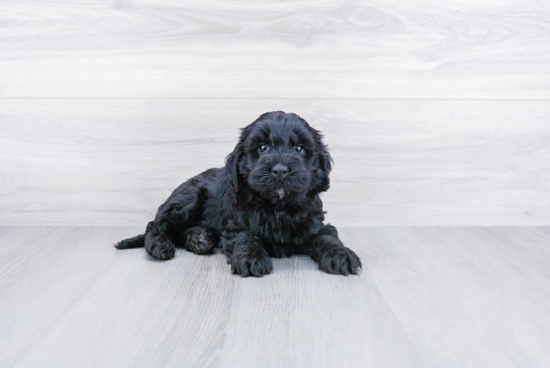 Funny Mini Bernedoodle Poodle Mix Pup