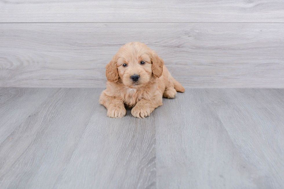 Petite Mini Goldendoodle Poodle Mix Pup