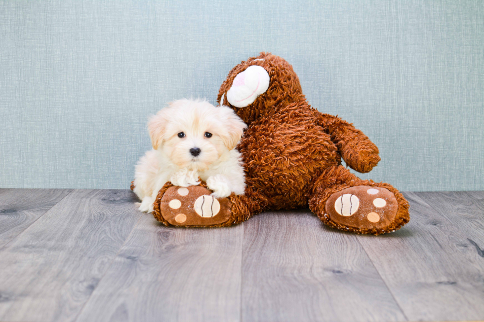 Funny Maltipoo Poodle Mix Pup