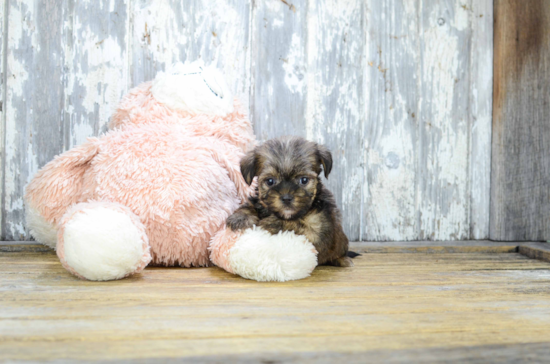 Shorkie Puppy for Adoption