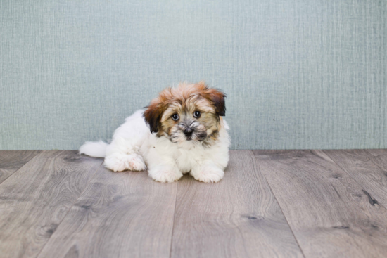 Best Havanese Baby