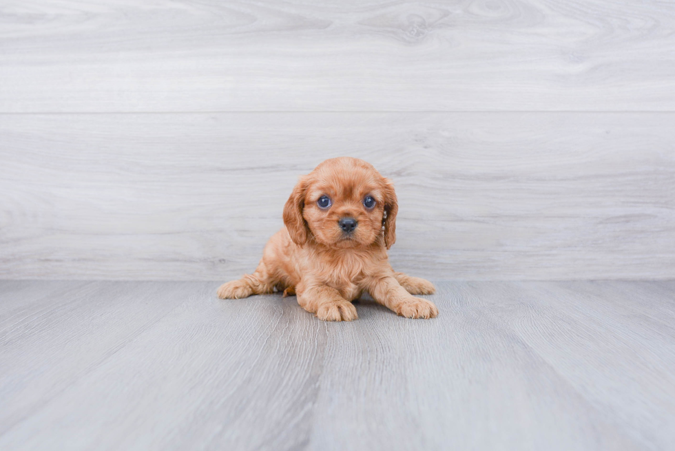 Akc Registered Cavalier King Charles Spaniel Purebred Pup