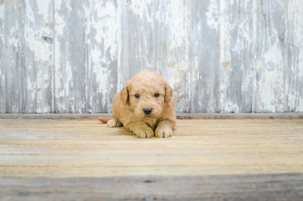 Happy Mini Goldendoodle Baby