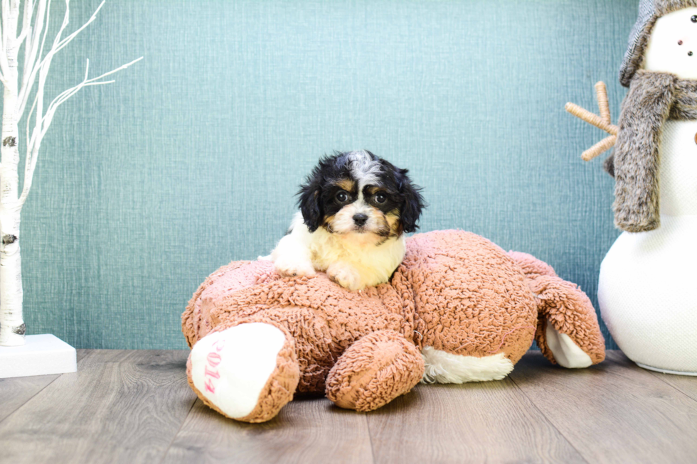 Popular Cavachon Designer Pup