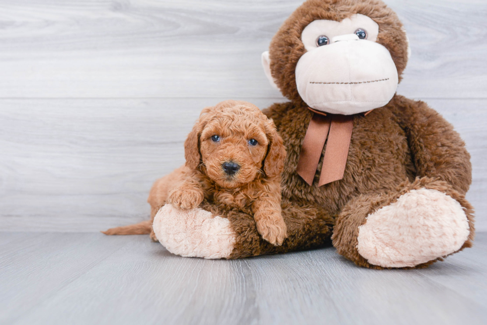 Little Golden Retriever Poodle Mix Puppy