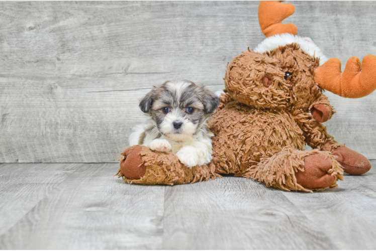 Energetic Shit Designer Puppy