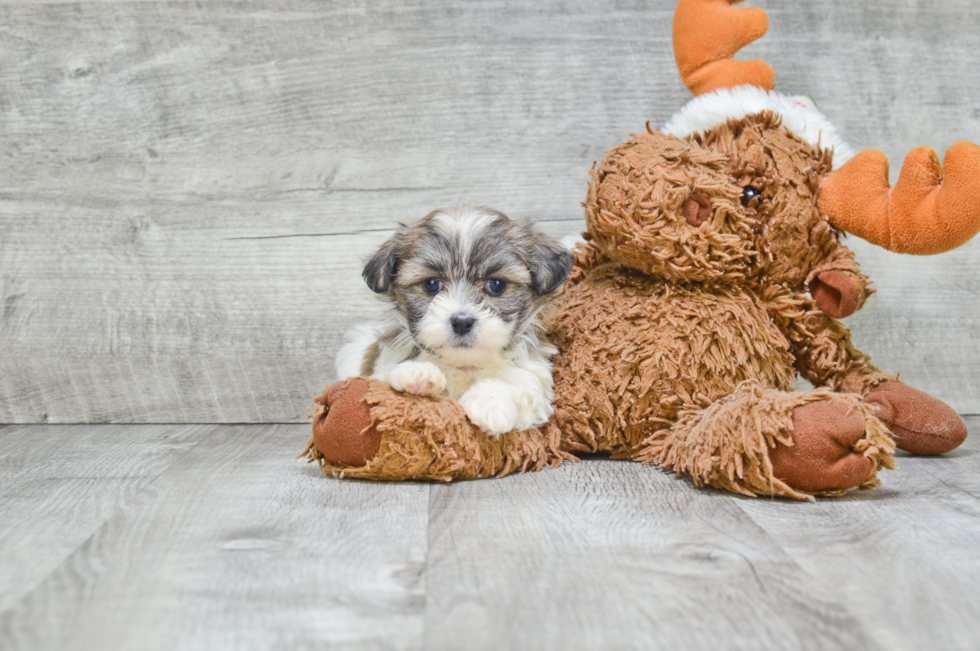 Energetic Shit Designer Puppy