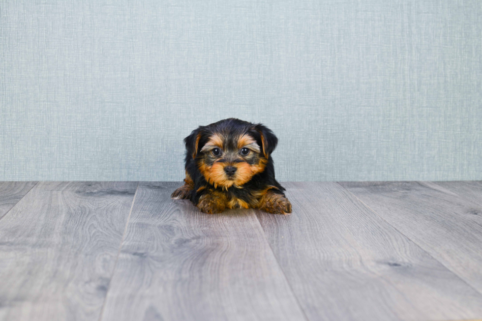 Meet Goldie - our Yorkshire Terrier Puppy Photo 