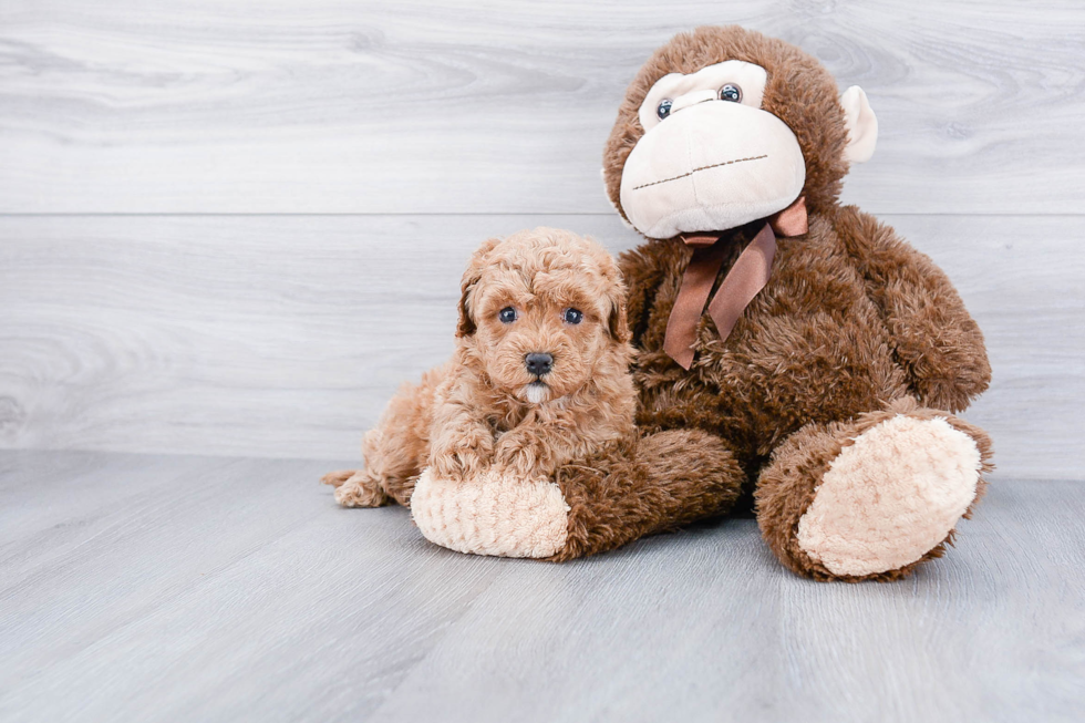 Cavapoo Pup Being Cute