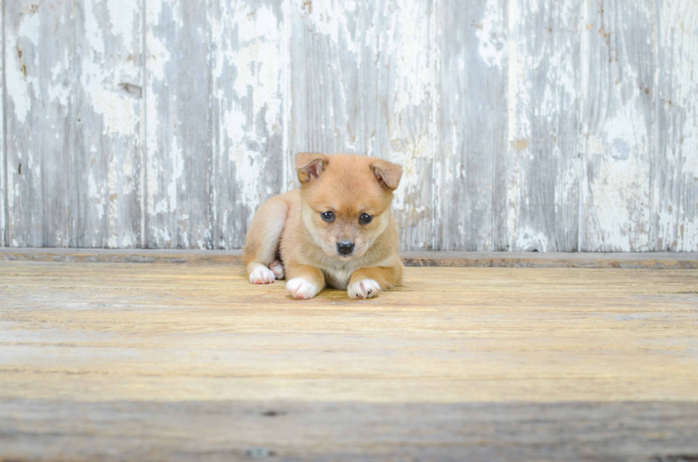 Pomeranian Pup Being Cute