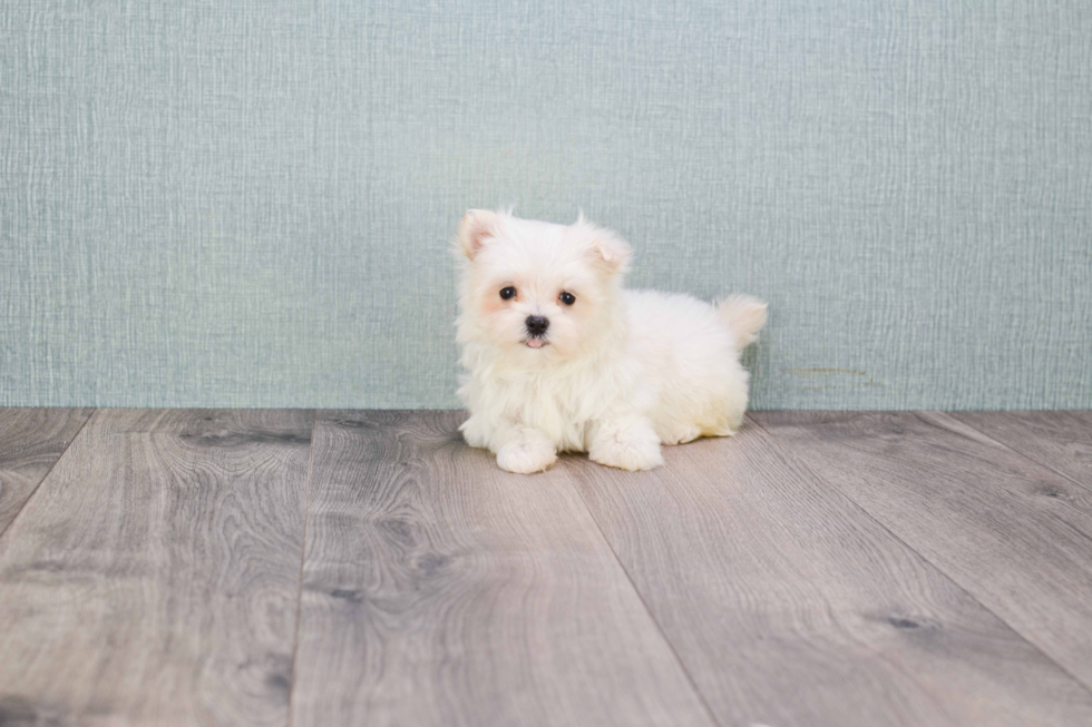 Sweet Maltipoo Baby